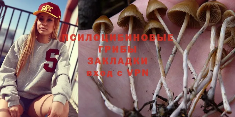 Галлюциногенные грибы Psilocybine cubensis  хочу наркоту  Владикавказ 